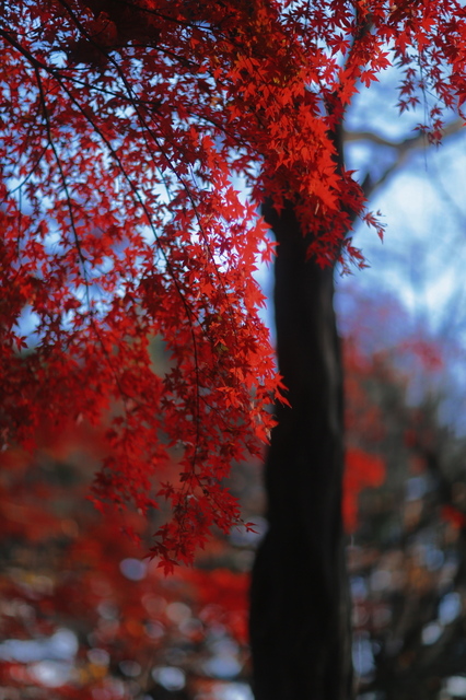 5D3_0446_2048x1365_補正済.jpg