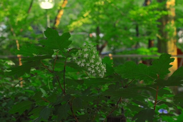 5D3_0464_2048x1365_2.jpg