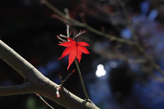 5D3_1187_2048x1365_補正済.jpg