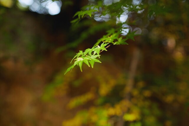 5D3_1414_2048x1365_補正済.jpg