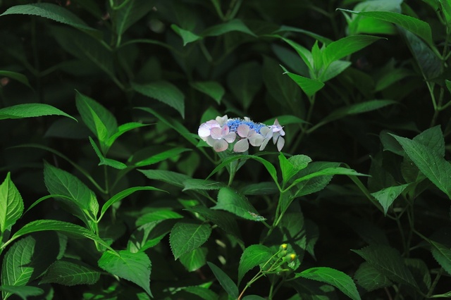 5D3_1935_2048x1365_補正済.jpg