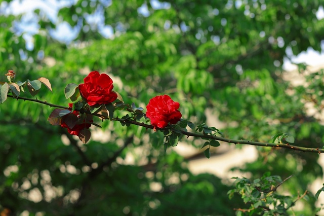 5D3_2000_2048x1365_補正済.jpg