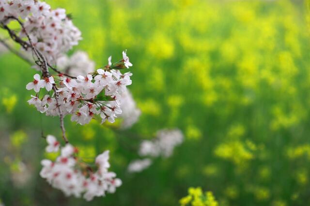 5D3_3249_2048x1365_補正済.jpg