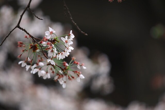 5D3_3409_2048x1365_補正済.jpg