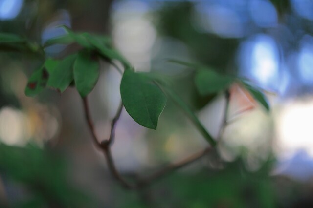 5D3_4510_2048x1365_補正済.jpg