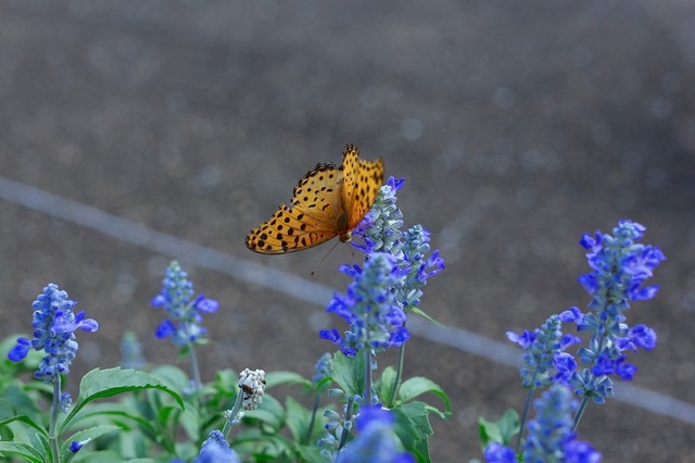 5D3_4534_2048x1365_補正済.jpg
