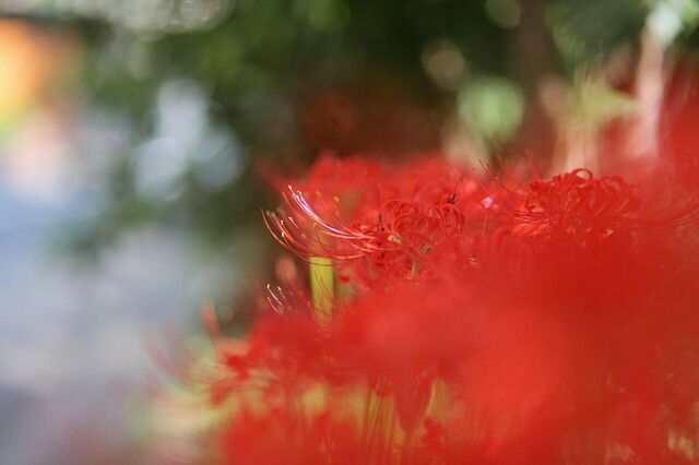 5D3_5292_2048x1365_補正済.jpg
