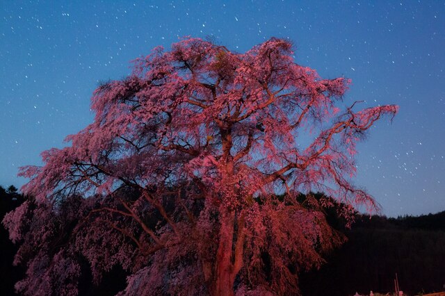 5D3_5299_CameraRAW_2048_補正済.jpg