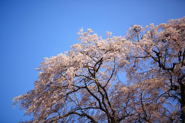 5D3_5464_2048x1365_補正済.jpg