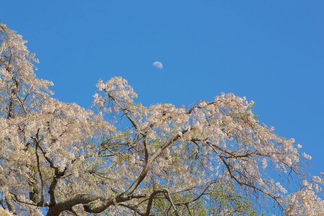 5D3_5501_2048x1365_補正済.jpg