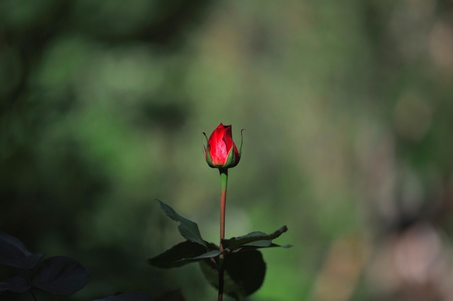 5D3_5975_2048x1365_補正済.jpg