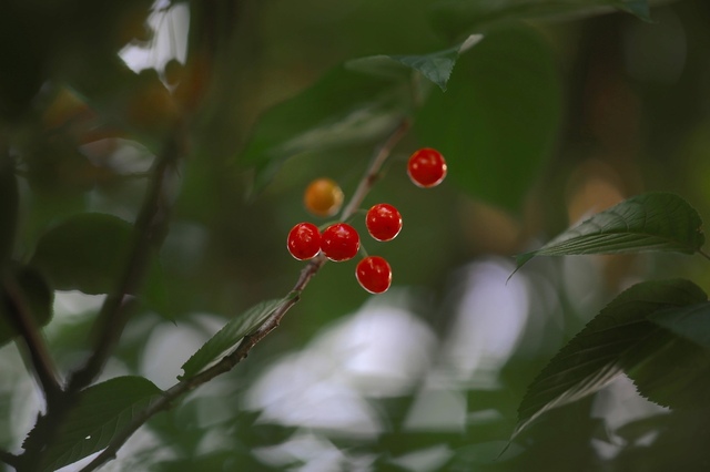 5D3_5989_2048x1365_補正済.jpg