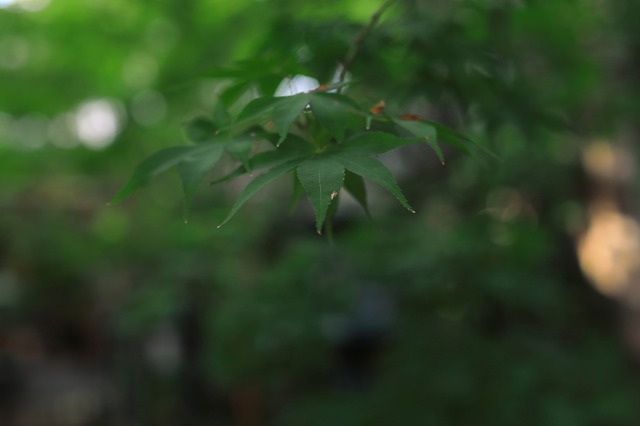 5D3_5992_2048x1365_補正済.jpg