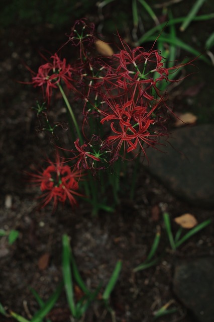 5D3_5997_2048x1365_補正済.jpg
