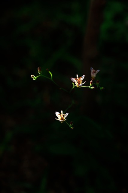 5D3_6003_2048x1365_補正済.jpg