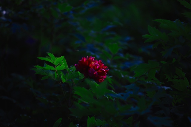 5D3_6007_2048x1365_補正済.jpg