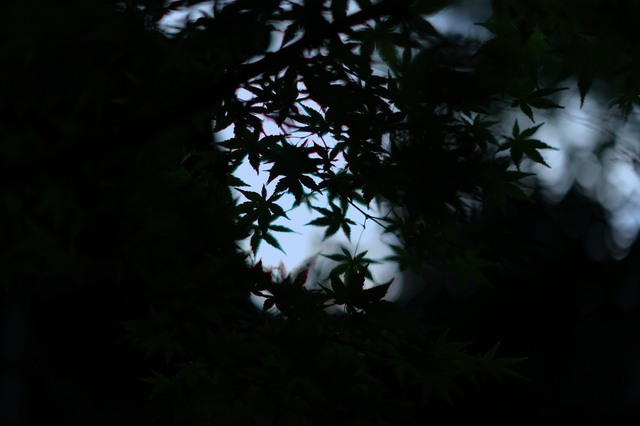 5D3_6014_2048x1365_補正済.jpg
