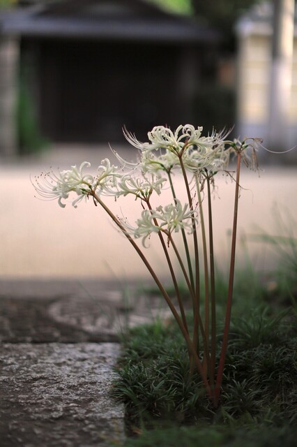 5D3_6016_2048x1365_補正済.jpg