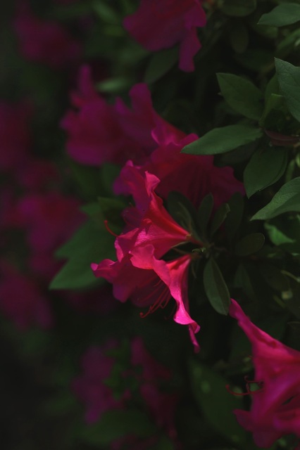 5D3_6096_2048x1365_補正済.jpg