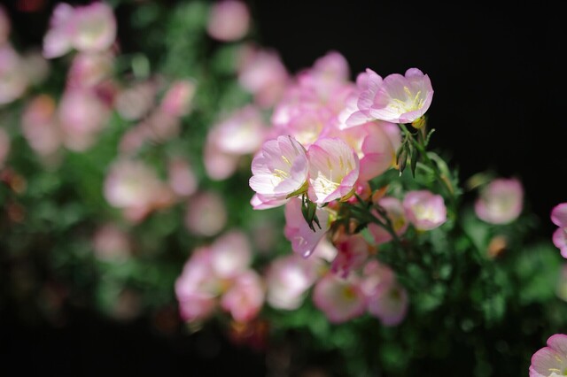 5D3_7343_2048x1365_補正済.jpg
