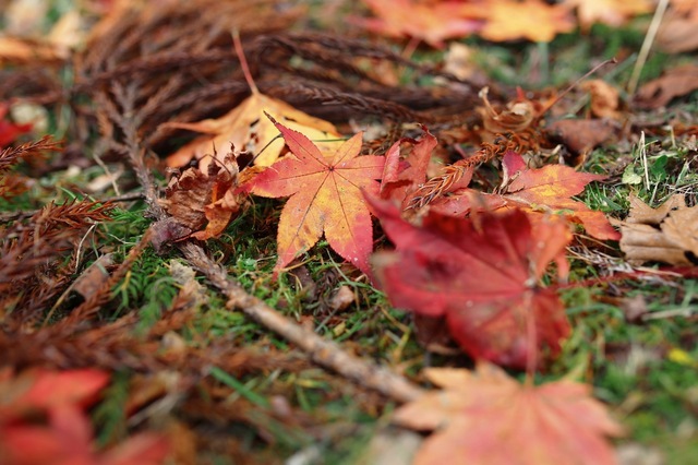 5D3_8929_2048x1365_補正済.jpg