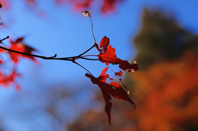 5D3_9064_2048x1365_補正済.jpg