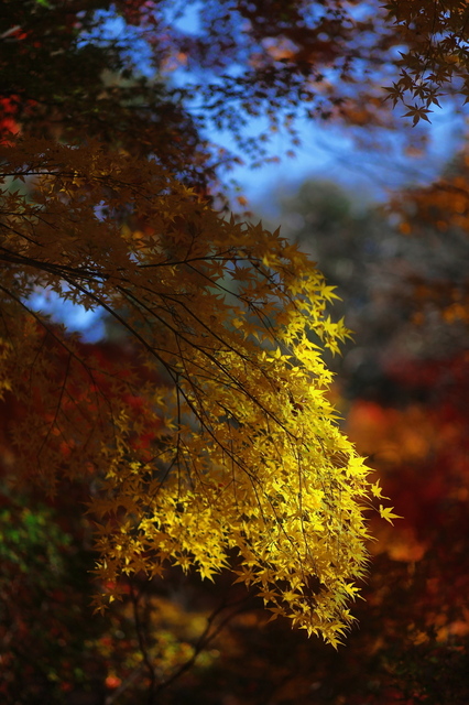 5D3_9105_2048x1365_補正済.jpg