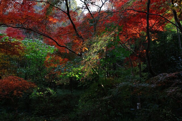 5D3_9298_2048x1365_補正済.jpg