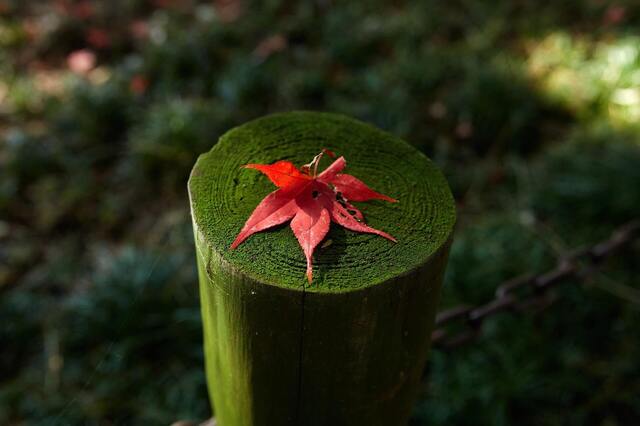 5D3_9516_2048x1365_補正済.jpg