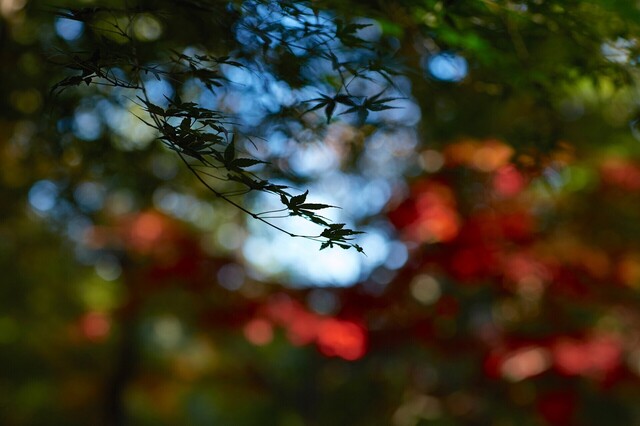 5D3_9534_2048x1365_補正済.jpg