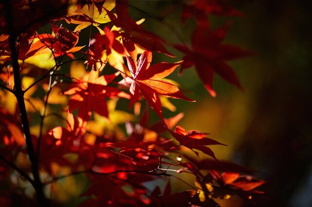 5D3_9544_2048x1365_補正済.jpg