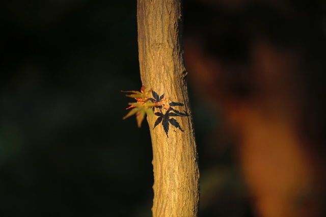 5D3_9726_2048x1365_補正済.jpg