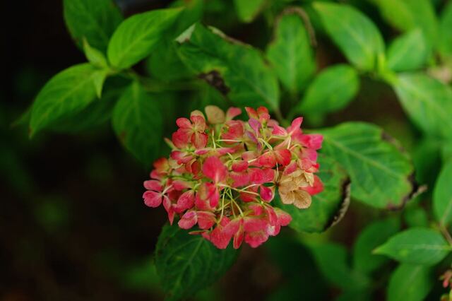 DSC00774_2048x1365_2.jpg