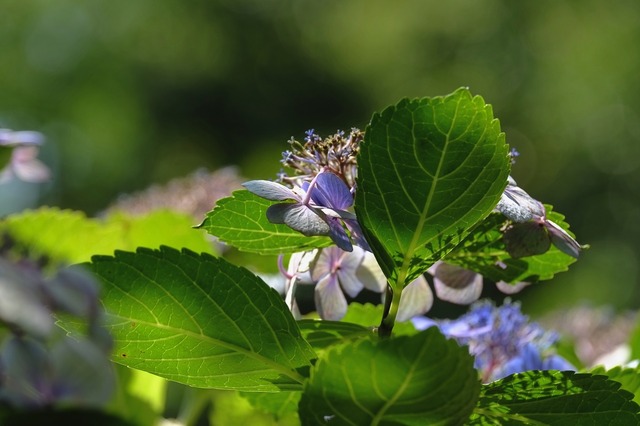 DSCF4627_2048x1365_補正済.jpg