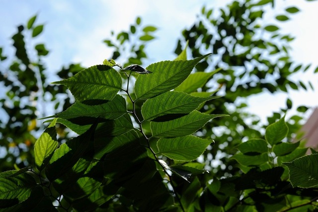 DSCF5095_2048x1365_補正済.jpg
