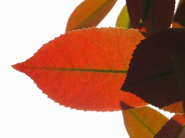 E5148776_1280x960_補正済.jpg