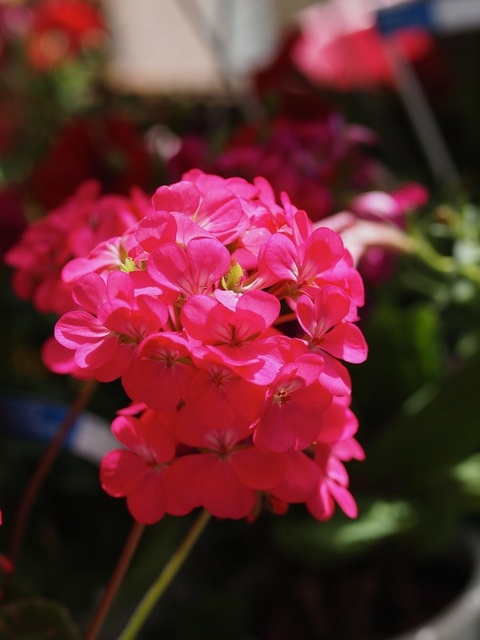 E5148808_1280x960_補正済.jpg