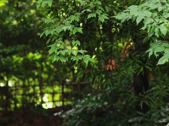 E6030235_1280x960_補正済.jpg