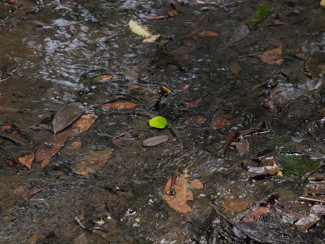 E6030250_1280x960_補正済.jpg