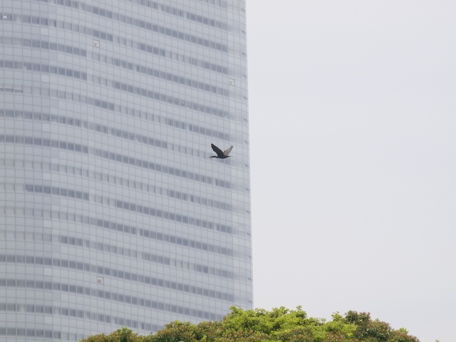 E6030324_1280x960_補正済２.jpg