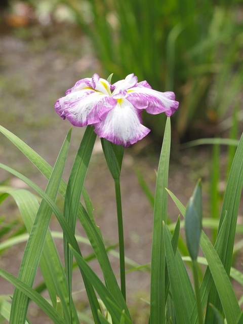 E6030351_1280x960_補正済.jpg