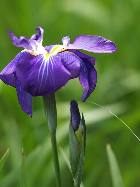 E6030353_1280x960_補正済.jpg