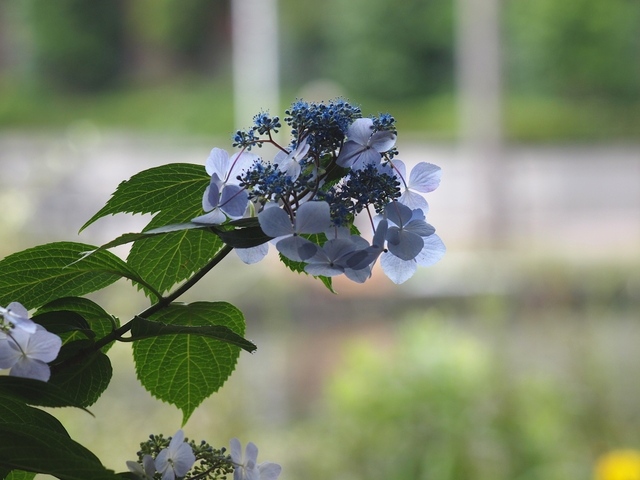E6111393_1280x960_補正済.jpg