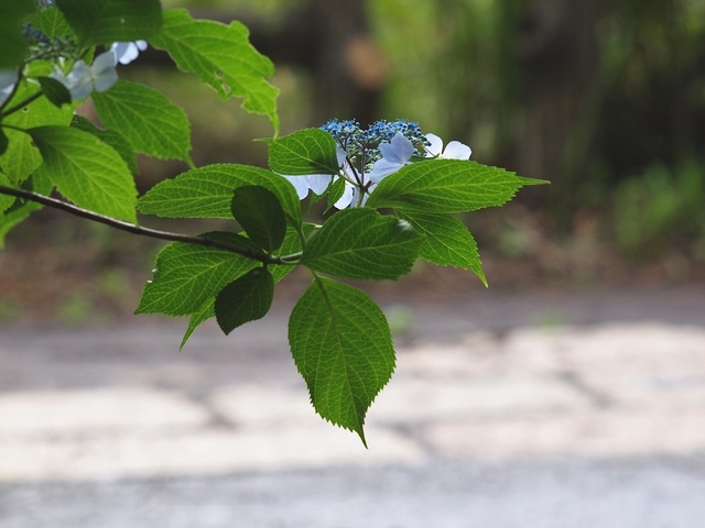 E6111395_1280x960_補正済.jpg
