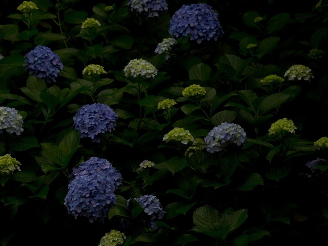E6263325_1280x960_補正済.jpg