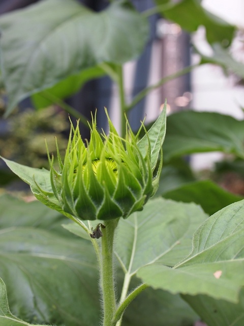 E8086125_1280x960_補正済.jpg