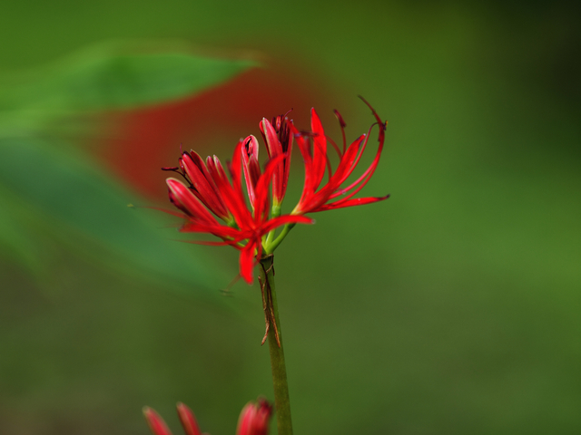 E9227096_1280x960_補正済.jpg