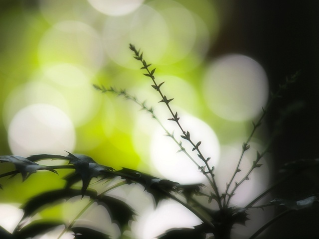 EB208856_1280x960_補正済.jpg