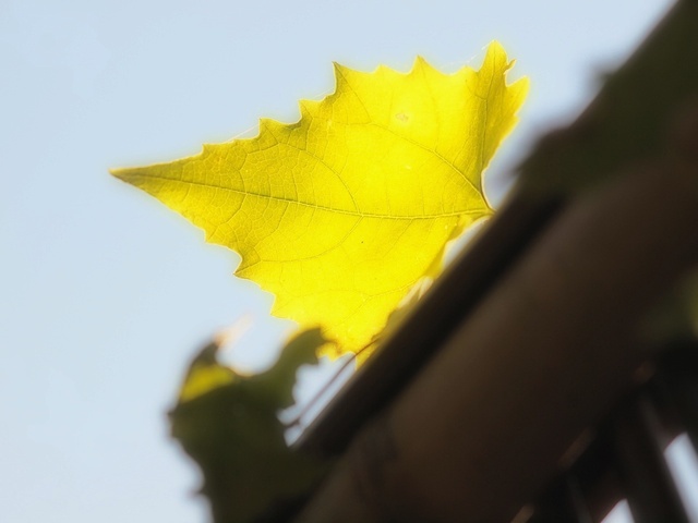 EB208875_1280x960_補正済.jpg