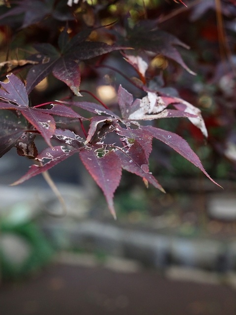 EB239030_1280x960_補正済.jpg